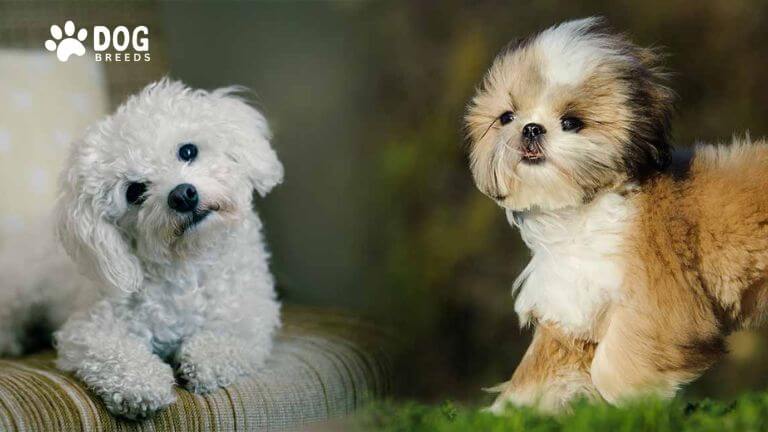 Shih Tzu Maltese Mix Dog