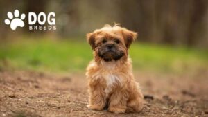 Shorkie Dog Breed