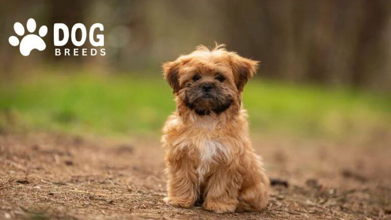 Shorkie Dog Breed