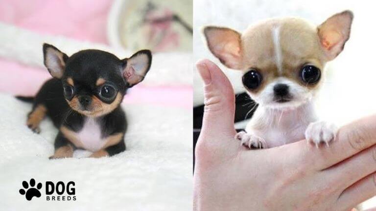 Teacup Chihuahua Dog Breed: Size, Care, And Personality Guide