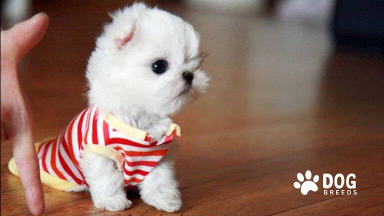 Teacup Maltese Dog Breed