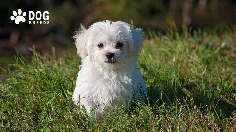 Teacup Maltese Dog