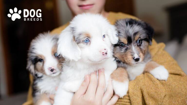 Toy Aussie Mix Dog