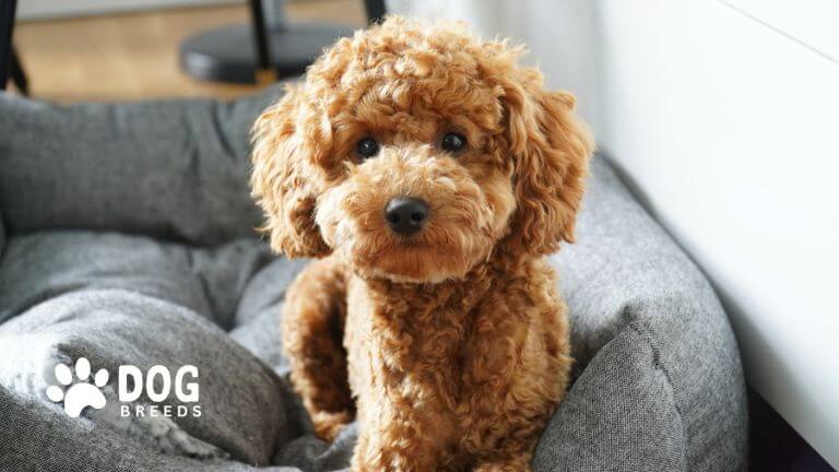 Toy Poodle Dog Breed