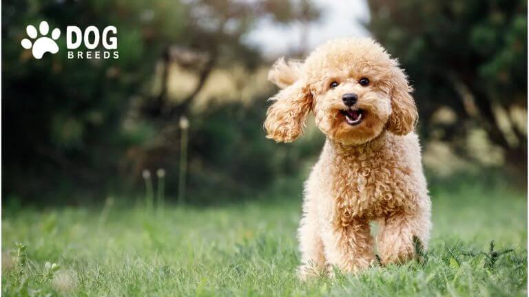 Toy Poodle Dog