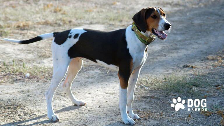 Treeing Walker Coonhound Dog Breed