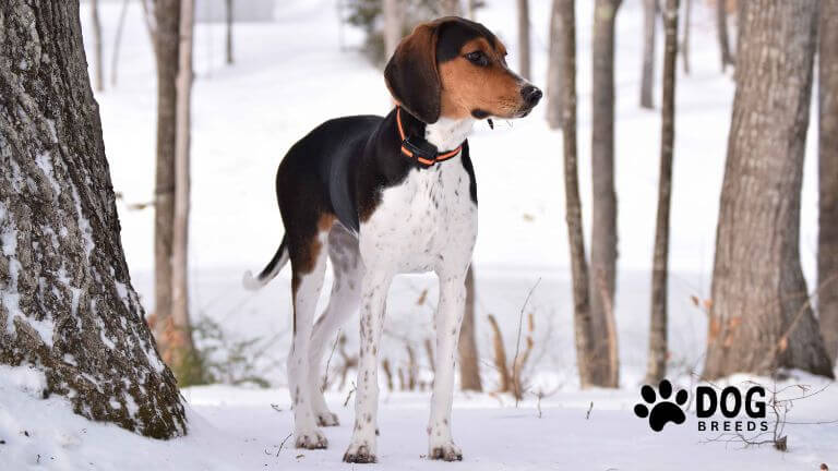 Treeing Walker Coonhound Dog