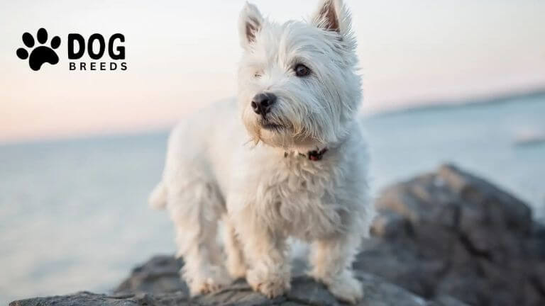 West Highland White Terrier Dog Breed