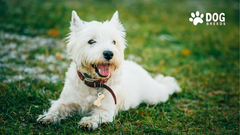 West Highland White Terrier Dog