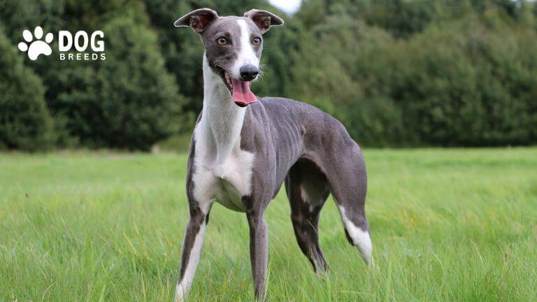 Whippet Dog Breed