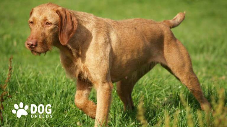 Wirehaired Vizsla Dog Breed