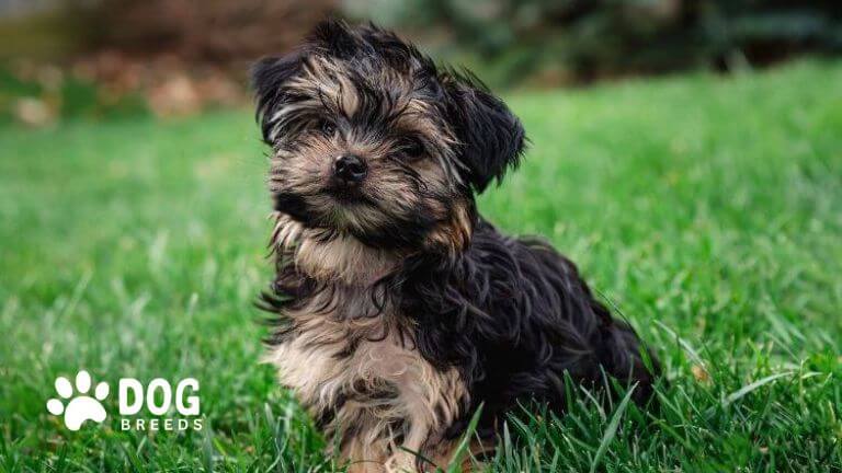 Yorkiepoo Doodle Dog Breed