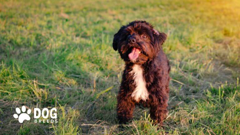 Yorkiepoo Doodle Dog