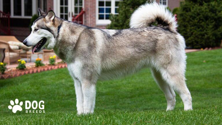 Alaskan Malamute Dog Breed