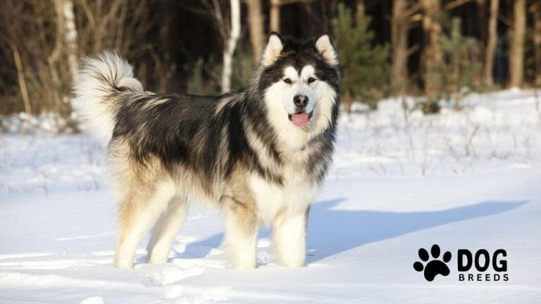 Alaskan Malamute Dog