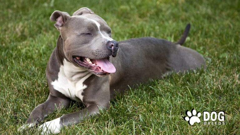 American Pit Bull Terrier Dog Breed