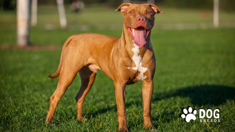 American Pit Bull Terrier Dog