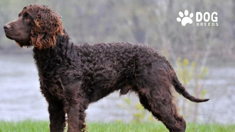 American Water Spaniel Dog Breed