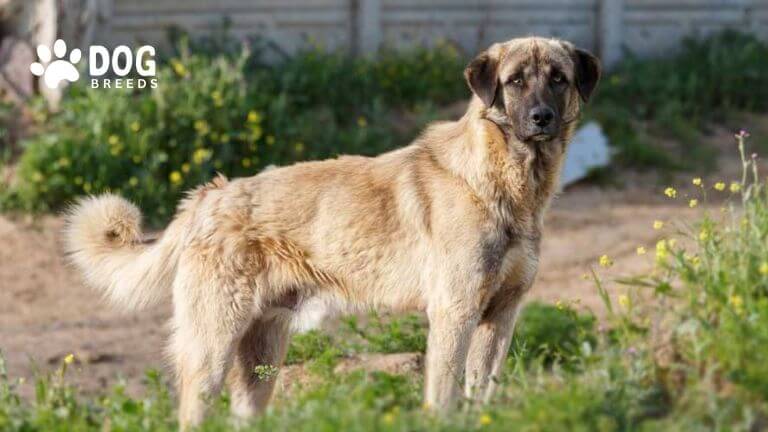 Anatolian Shepherd Dog Breed