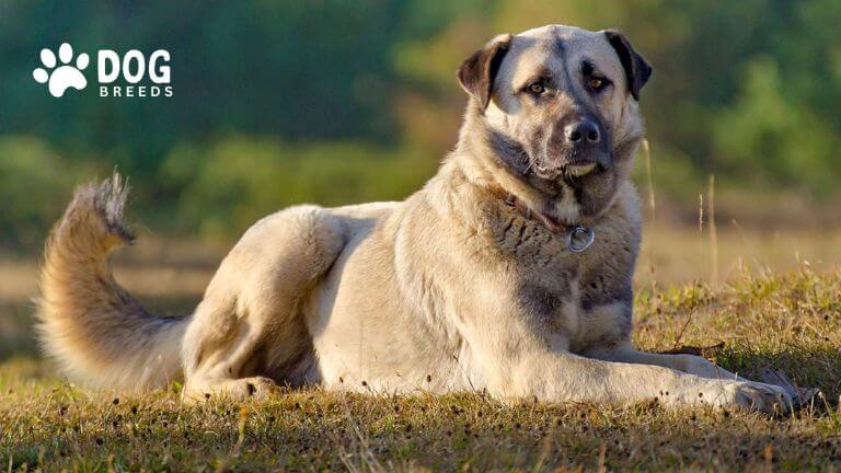 Anatolian Shepherd Dog