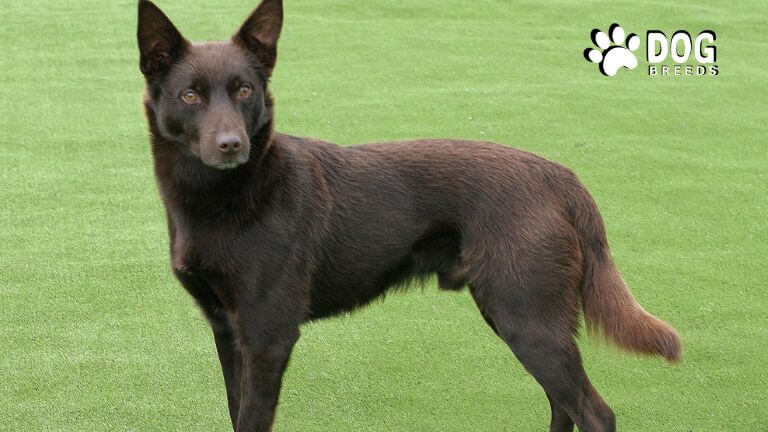 Australian Kelpie Dog Breed