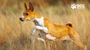 Basenji Dog Breed