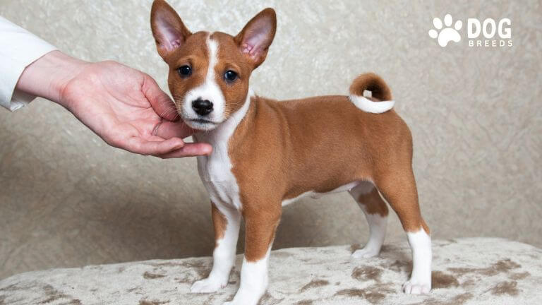 Basenji Dog