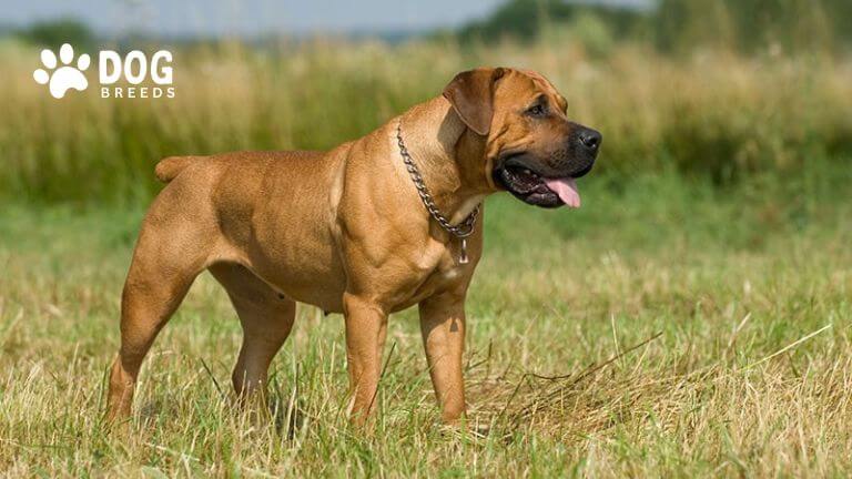 Boerboel Dog Breed