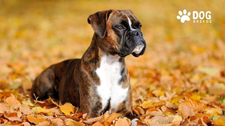 Boxer Dog