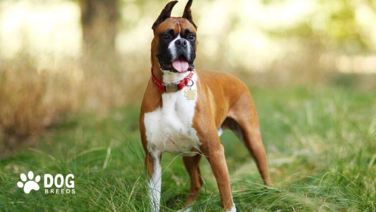 Boxer Dog Breed