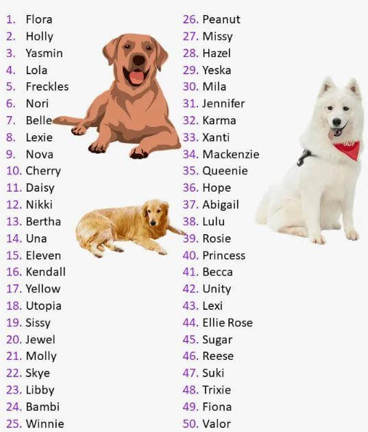 Girl Dog Names | Female Dog Names