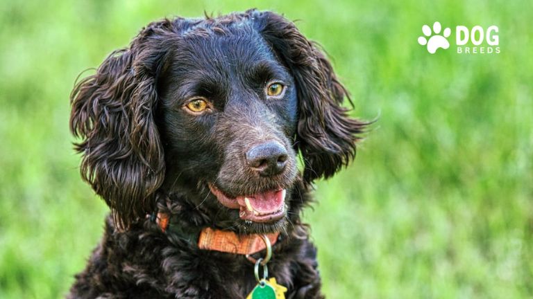 Boykin Spaniel Dog