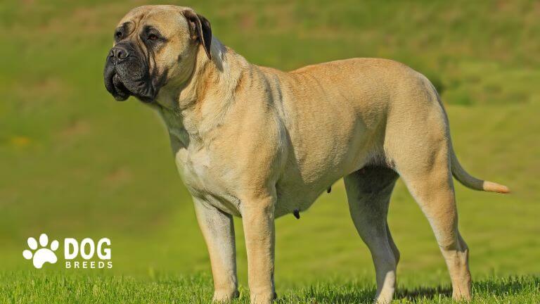 Bullmastiff Dog Breed