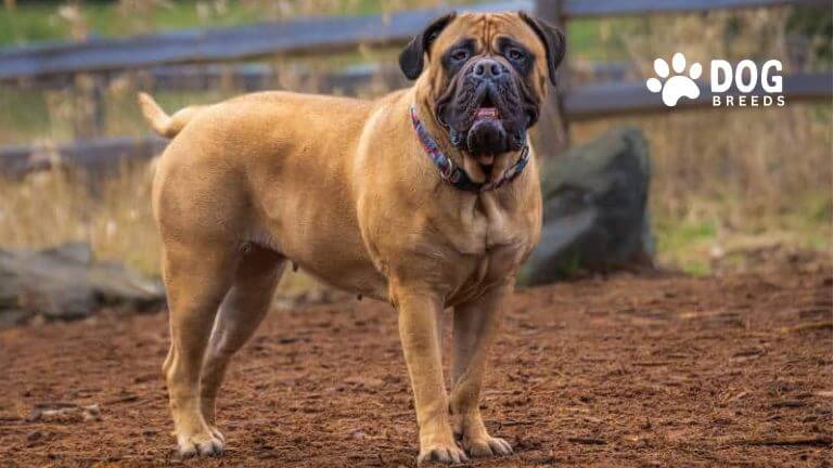 Bullmastiff Dog