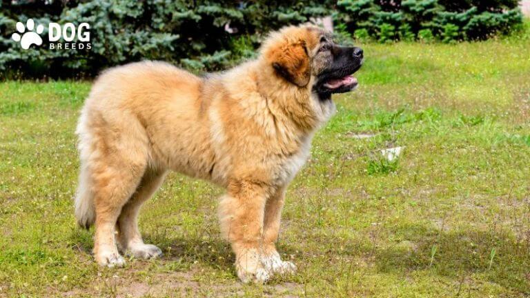 Caucasian Shepherd Dog Breed