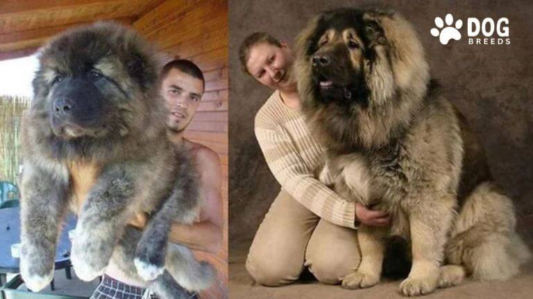 Caucasian Shepherd Dog