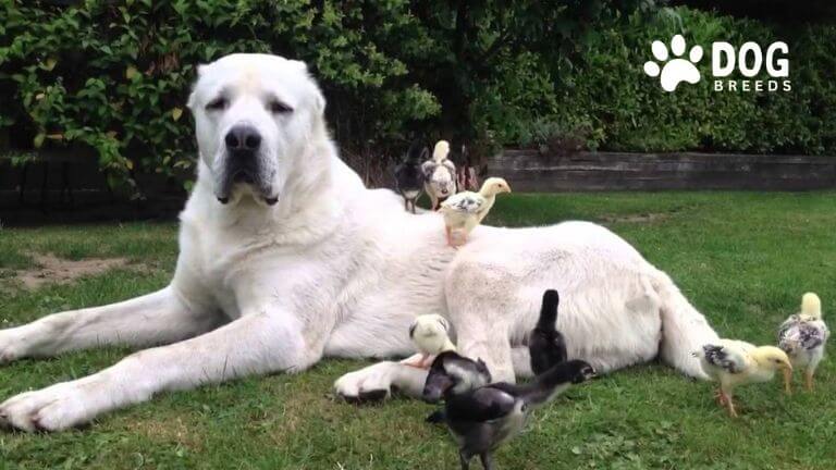 Central Asian Shepherd Dog Breed