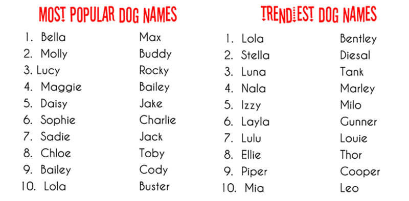 Most Popular Dog Names for 2025