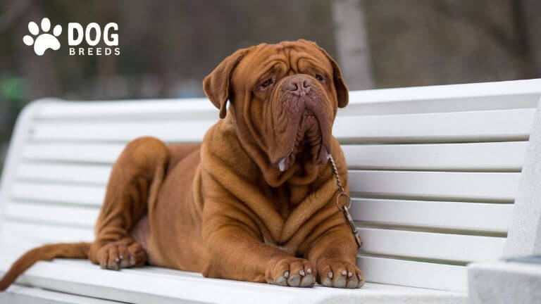 Dogue de Bordeaux Dog Breed