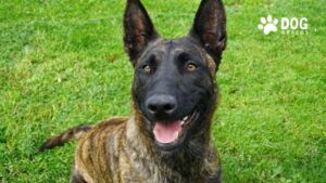 Dutch Shepherd Dog Breed