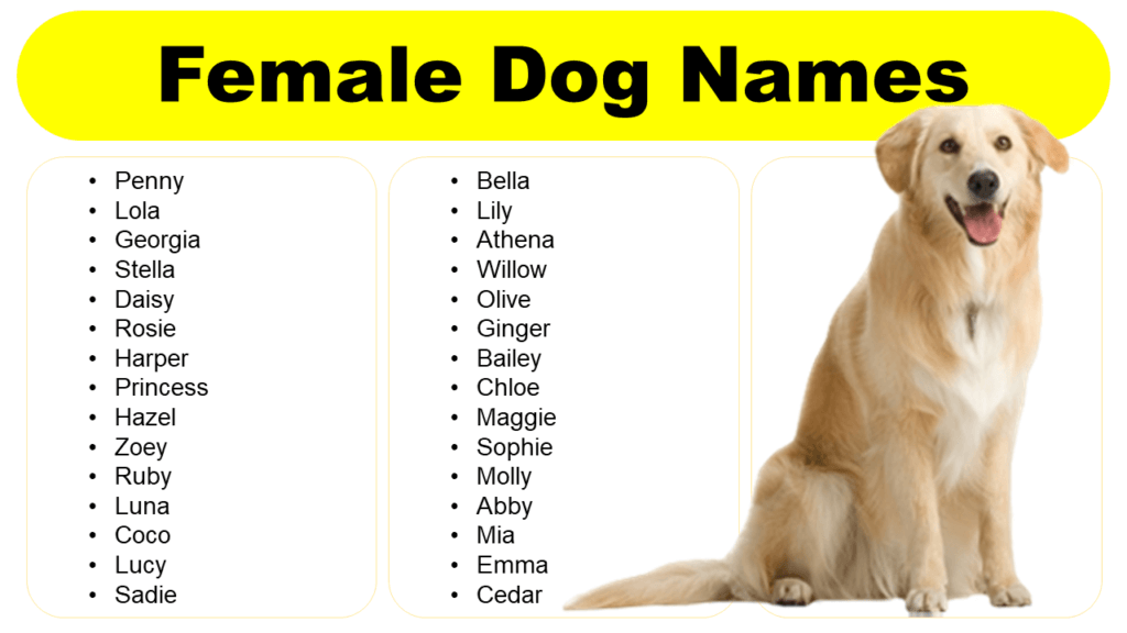 Girl Dog Names | Female Dog Names