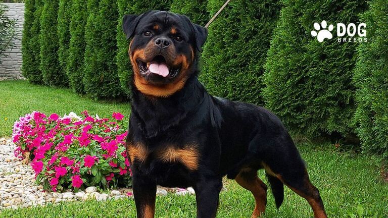 Golden Rottie Dog