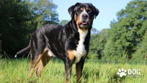 Greater Swiss Mountain Dog Breed