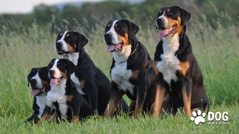 Greater Swiss Mountain Dog