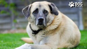 Kangal Dog Breed