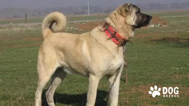 Kangal Dog