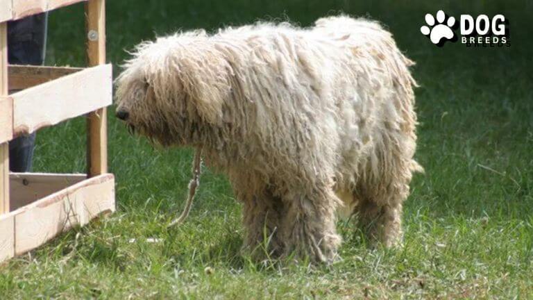 Komondor Dog