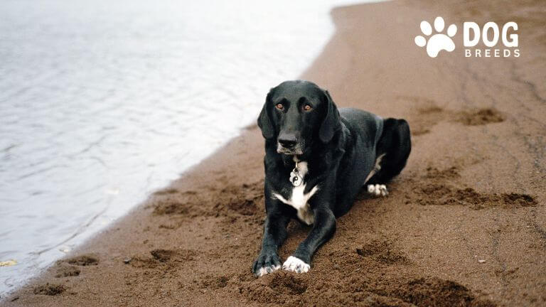 Lab Pointer Dog Breed