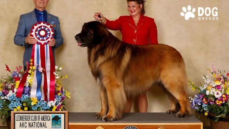 Leonberger Dog Breed