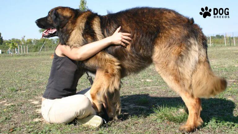 Leonberger Dog